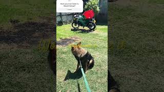 Dog rides motorcycle to vet in Kenya [upl. by Alehc445]