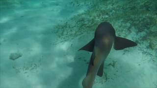 Chasing Sharks in The Bahamas with a Seabob [upl. by Poock]