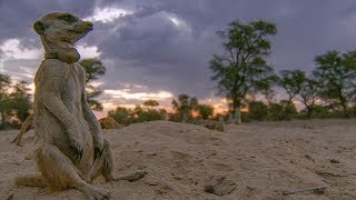 Meerkats Split Up in a Dust Storm  BBC Earth [upl. by Boleslaw674]