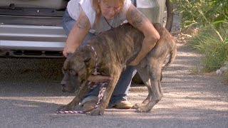 A Starving Mastiff Needs Help [upl. by Eisinger]