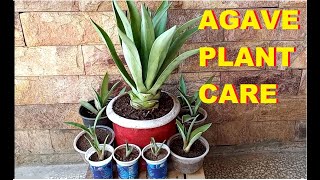 Agave plant care  propagation  Rejuvenation [upl. by Eimilb]