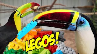 Toucans play with Lego for the first time Beatrixs last video [upl. by O'Shee]