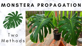 Variegated Monstera Deliciosa Best Way To Propagate [upl. by Halpern]