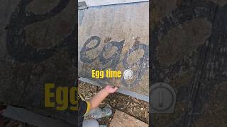 Eggciting Report Thursday chicken animals comedy life egg food family [upl. by Kcirdneh567]