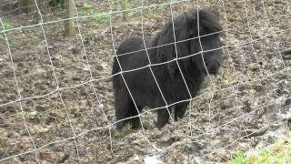 Veel werk voor Zeeuwse dierenpolitie [upl. by Adnahsar]