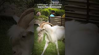 Saanen Goat Import Bloodline at Al Khan Goats Jogeshwari West Mumbai [upl. by Kaz703]