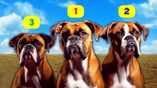 BOXER TYPES  8 TYPES OF BOXERS [upl. by Trygve]