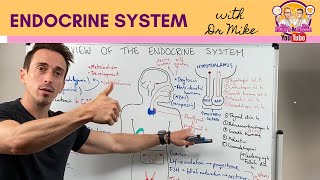 Overview of the Endocrine System [upl. by Sunny732]