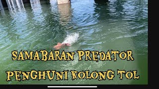 Mancing di kolong Tol Bali Mandara sarangnya predator Muara [upl. by Kado]