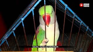 Female Alexandrine Parrot Talking in Hindi [upl. by Elyk]