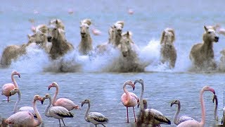 Wild Horses Run into Flamingos Feeding  BBC Earth [upl. by Camilia]