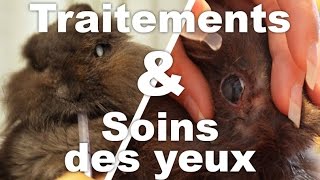 Administrer un traitement et soigner les yeux de son lapin ulcère [upl. by Sterrett]