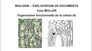 4 Le système endomembranaire  Thème  Organisation fonctionnelle de la cellule [upl. by Hermosa]