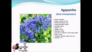 Fiche technique Agapanthe blue triumphator Plante vivace [upl. by Gerrard]