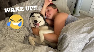 Hilarious Husky Puppy Wakes Mum Up In The Funniest Way TRY NOT TO LAUGH [upl. by Lednar]