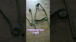 Fiddlehead Fern  न्युरो [upl. by Malloy]