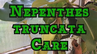 Nepenthes truncata Care Tips Temperatures feeding and more [upl. by Kovar]