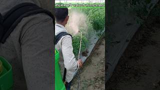 Aspee Battery Sprayer Tomato farming in green House indianfarmer battery shorts [upl. by Mahtal694]