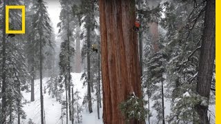 Magnificent Giant Tree Sequoia in a Snowstorm  National Geographic [upl. by Hadnama]