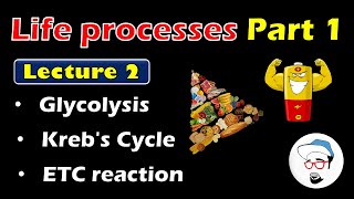 Glycolysis Krebs Cycle ETC reaction  Life processes in Living Organisms Part 1 Class 10 SSC [upl. by Toney]