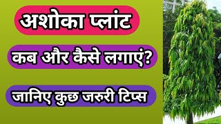 Ashoka Plant Polyalthia Longifolia growing and caring tips [upl. by Eselahc]