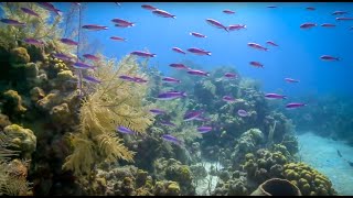 Coral Reefs of the Caribbean [upl. by Nostrebor53]