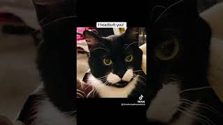 I headbutt you youtube cuteecats funnyanimals cats funny youtubeshorts youtuber amazing [upl. by Fogg]