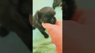 Brussels griffon puppies 4 weeks old brusselsgriffon puppy [upl. by Tiffanle390]