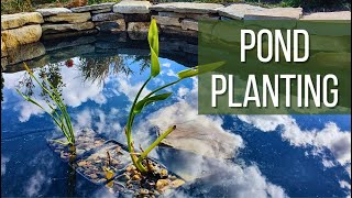 Planting Aquatic Perennials Pontederia and Butomus in My Pond🌿🌿🌿Garden Entity [upl. by Paulita]