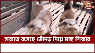 বিপন্নের পথে ভোঁদড় দিয়ে মাছ ধরার ৫শ বছরের পুরনো পদ্ধতি  NARAIL VODOR  Channel 24 [upl. by Guibert31]