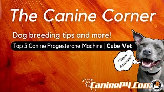 Progesterone Test for Dogs  Cube Vet Complete Health Testing [upl. by Lello949]