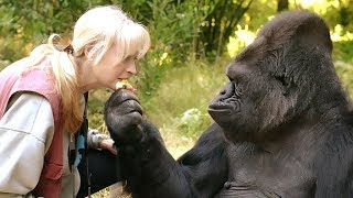 Mort de Koko la gorille qui parlait le langage des signes [upl. by Rhodie]