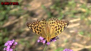 HD Argynnis paphia [upl. by Dorraj]