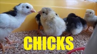 CUTE CHICKS Breeding round 3 day 22 [upl. by Alegnat]