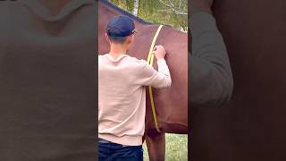 horse horsetraining horsemaster horsetrainer stallion horselover [upl. by Carlie]