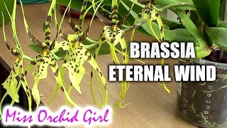 Brassia Eternal Wind  Meet the spider orchid [upl. by Deroo755]