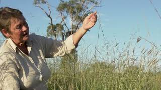 Identifying Parramatta grass Sporobolus creber with Dr Judi Earl [upl. by Yaral]