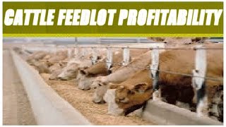 Cattle Feedlot Profitability [upl. by Eenet]