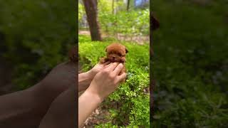 Teacup Poodle This is real teacup poodle from Korea poodlepuppies puppy teacupmaltipoo [upl. by Jollanta]