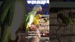 alexandrine parakeet 🦜shortvideo trending viralpage birdslover reels [upl. by Roos948]