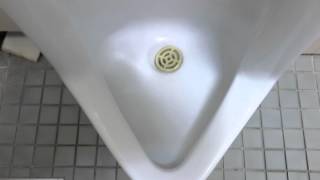 【HD版】 TOTO U308 朝顔の目皿付 1 Urinal Flushing [upl. by Simonette983]