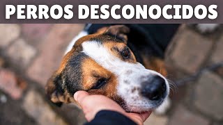 ¿Por qué se ACERCAN los perros de la CALLE a algunas PERSONAS ➡️ 7 razones [upl. by Sigfrid]