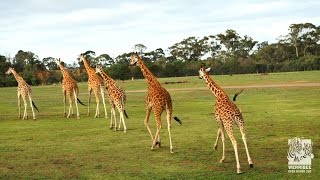 Werribee Open Range Zoo Highlights [upl. by Samau]