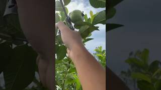 The Best Guava Pruning Technique satisfying HappyFarm85 [upl. by Metcalf]