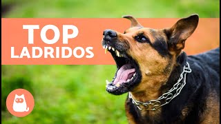 Los mejores VÍDEOS de PERROS LADRANDO 🐶🐾 ¡LADRIDOS de PERROS Enojados Felices y Graciosos [upl. by Harlie]