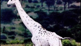 White Giraffes Nature Documentary [upl. by Amadis]