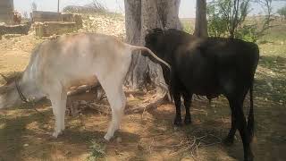 Cow Mating Bull Try By Village In cow bullcow cowmating [upl. by Ancell989]