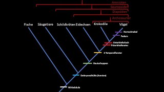 Kladistik Tutorial phylogenetische Systematik [upl. by Eelra]