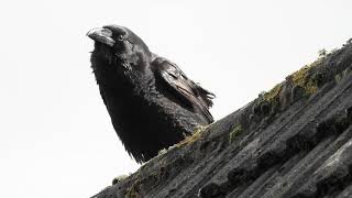 A Raven Calling 4K [upl. by Nevek]