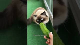 Why are cats scared of cucumbers 😄 [upl. by Gerrie]